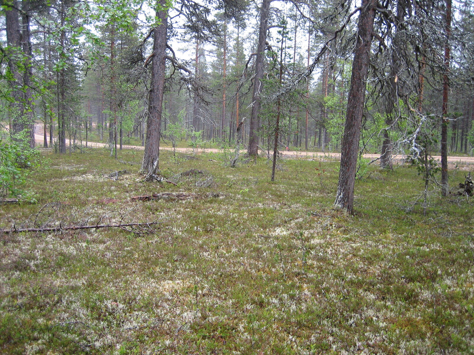 Kuva tontilta, mäntykangasta, tie taustalla