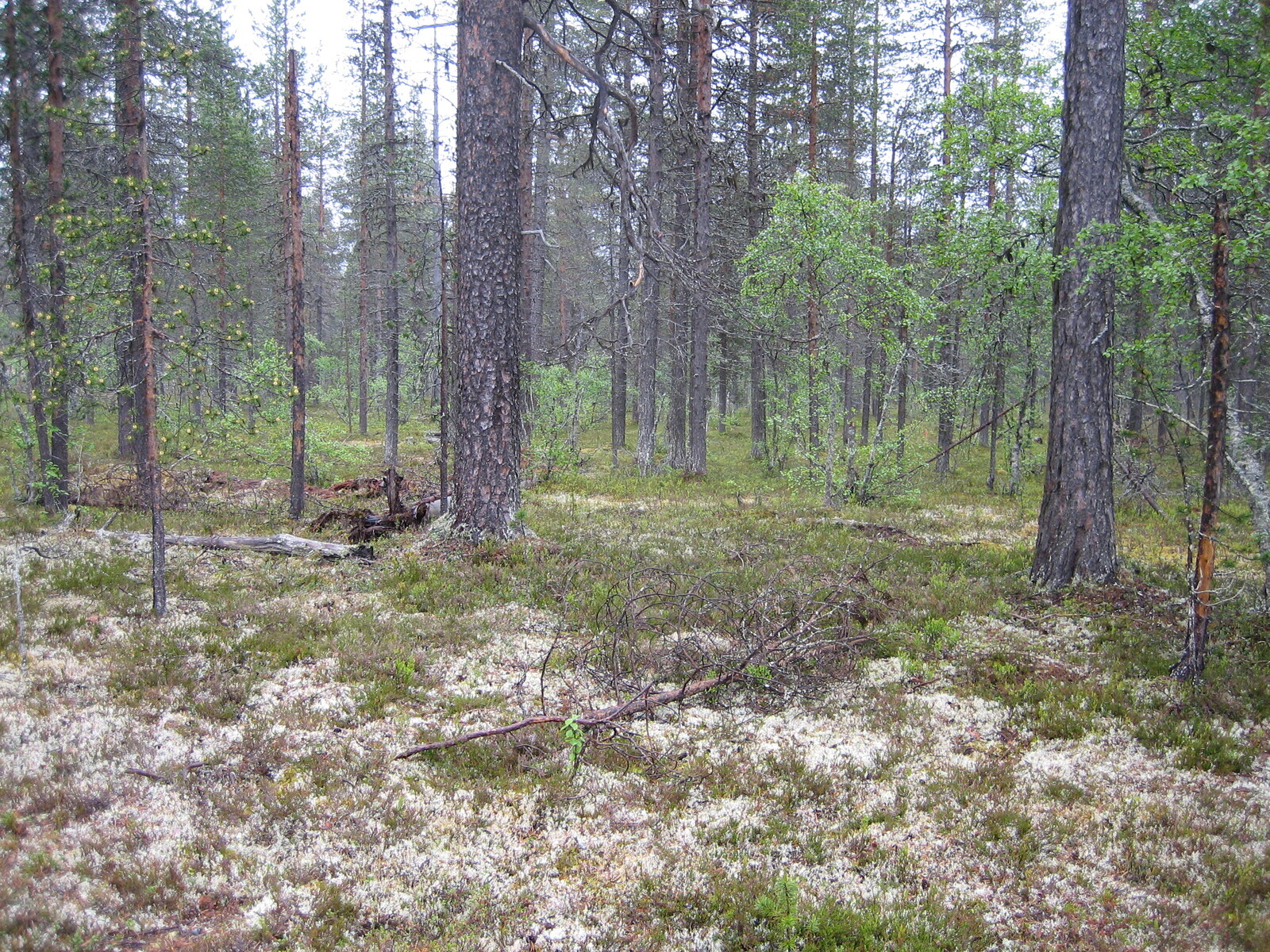 Kuva tontilta, mäntykangasta, kuvassa myös lehtipuita