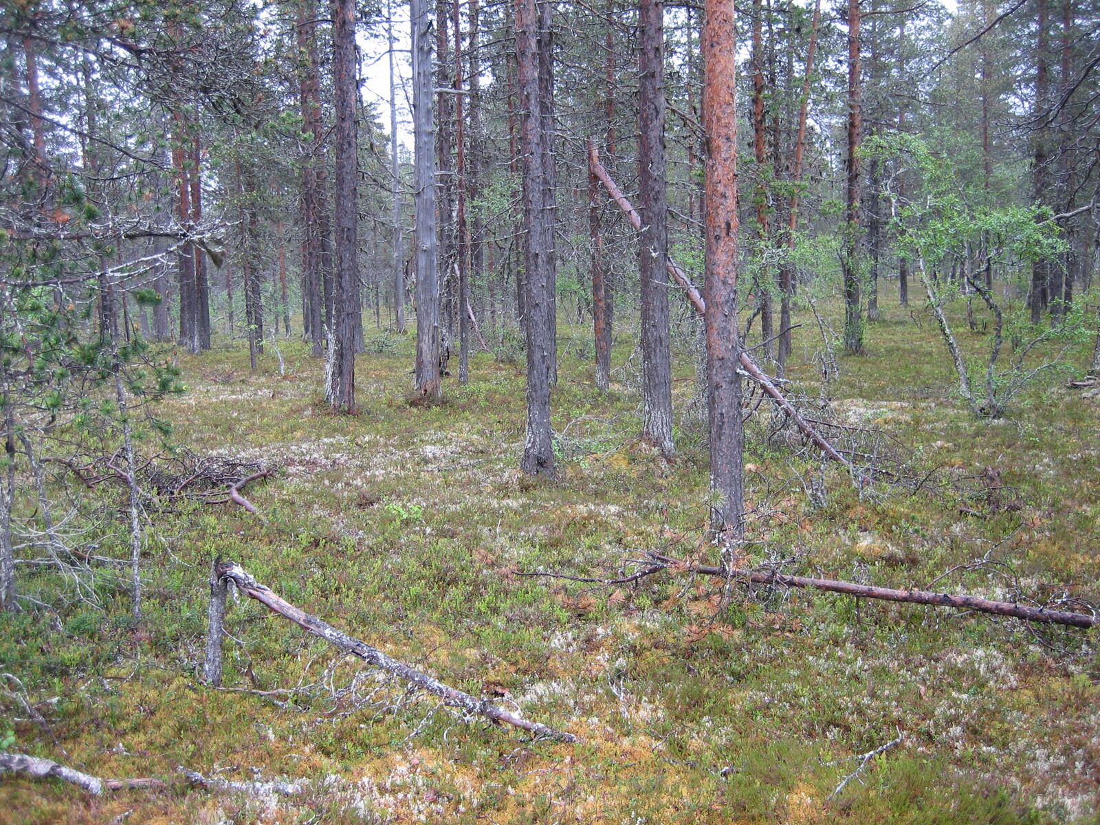 Kuva tontilta, mäntykangasta