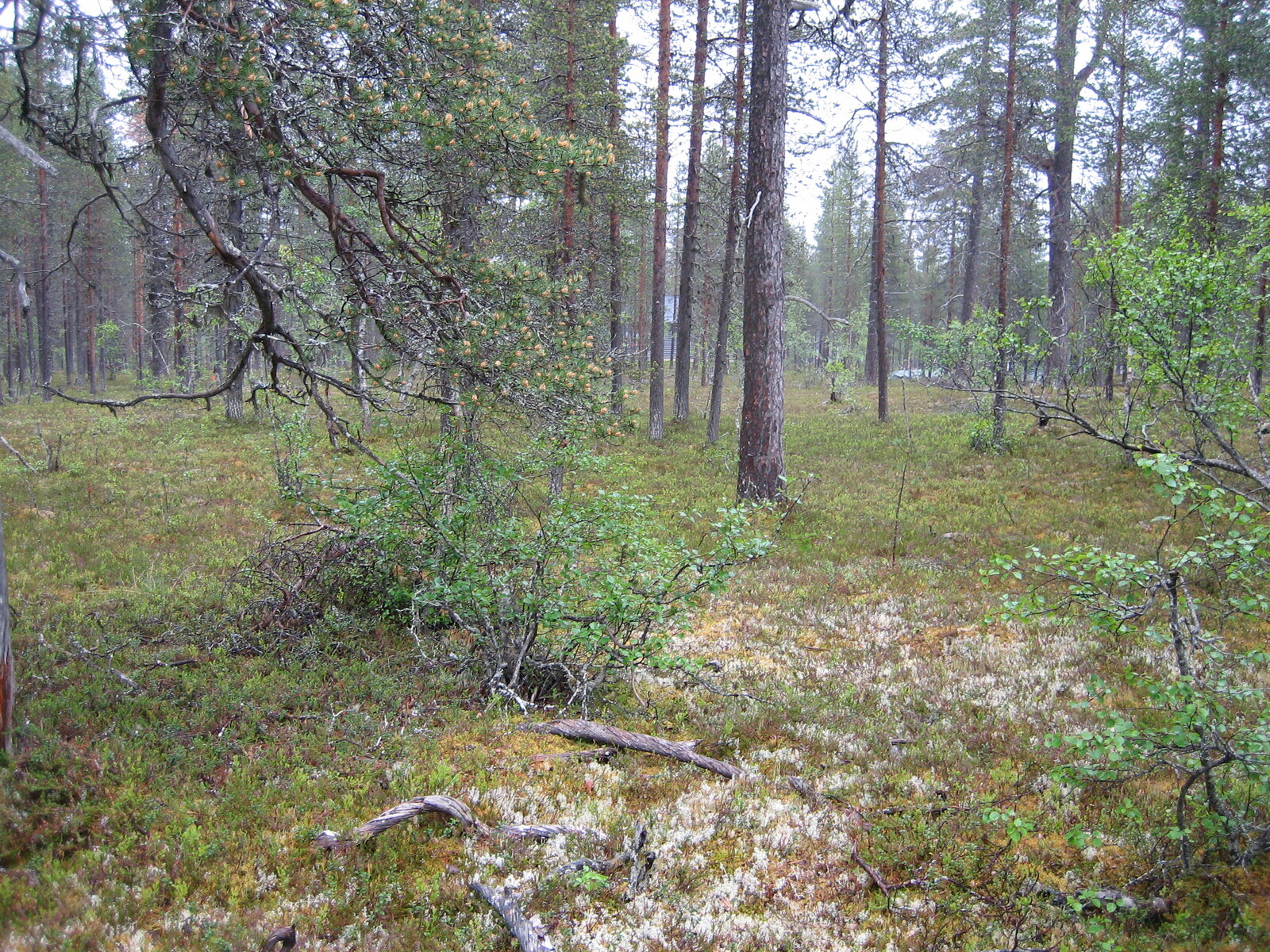 Kuva tontilta, mäntykangasta, myös lehtipuita kuvassa