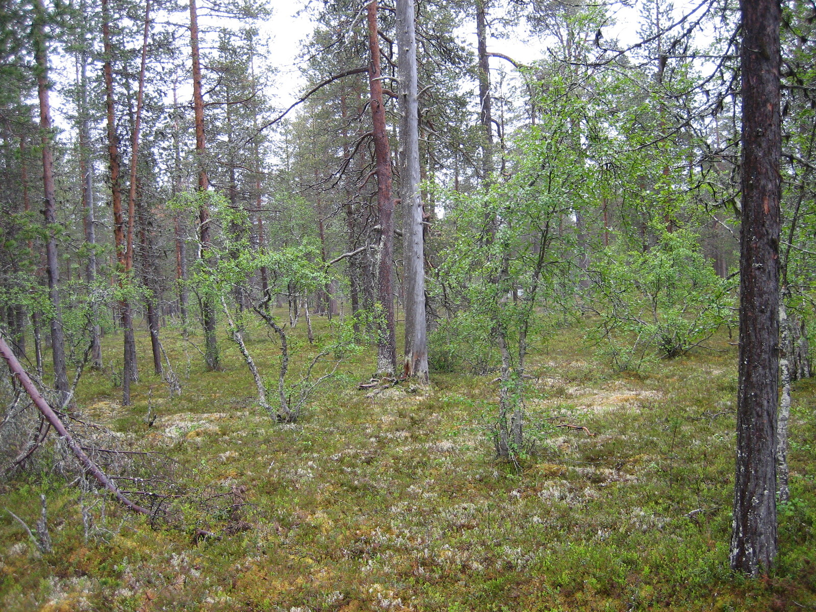 Kuva tontilta, mänty kangasta, myös lehtipuita kuvassa