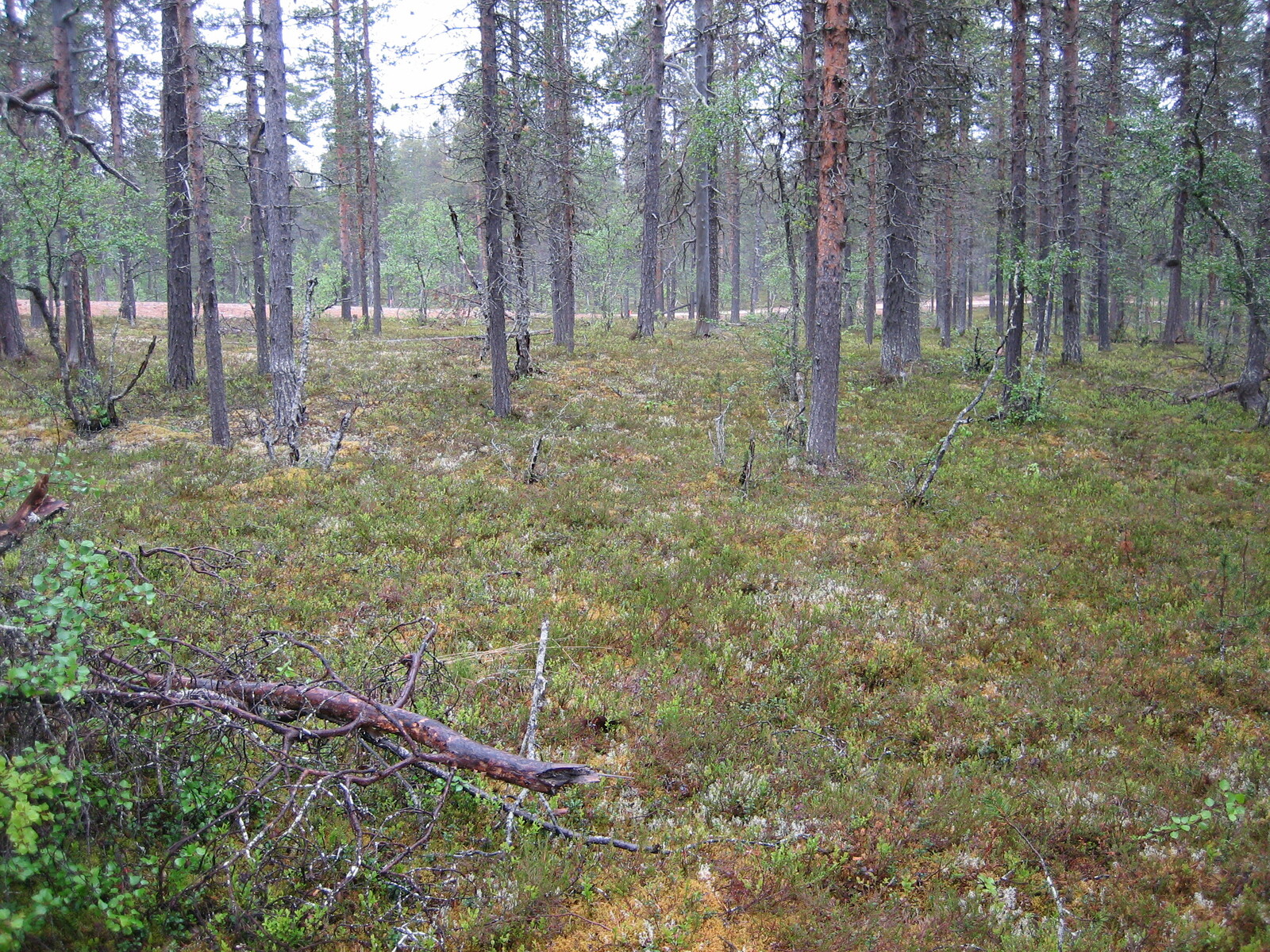 Kuva tontilta, mäntykangasta, tie taustalla
