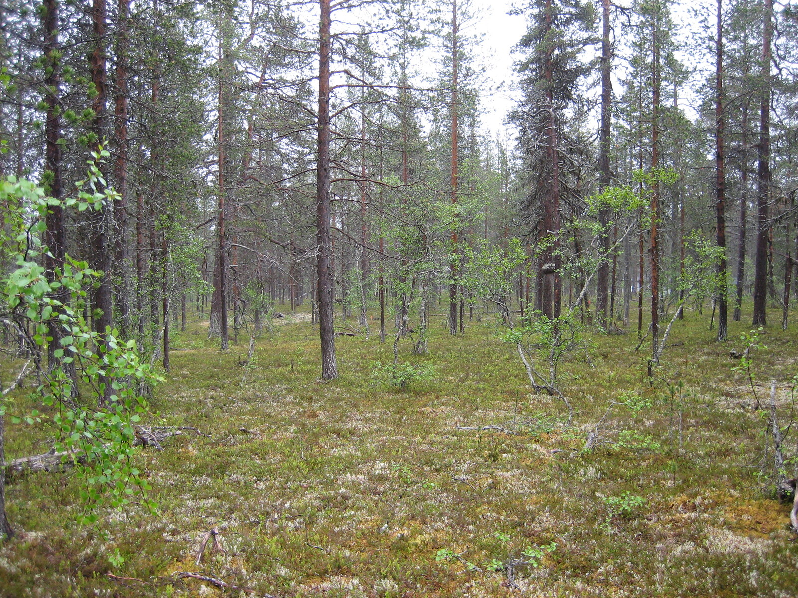 Kuva tontilta, mäntykangasta