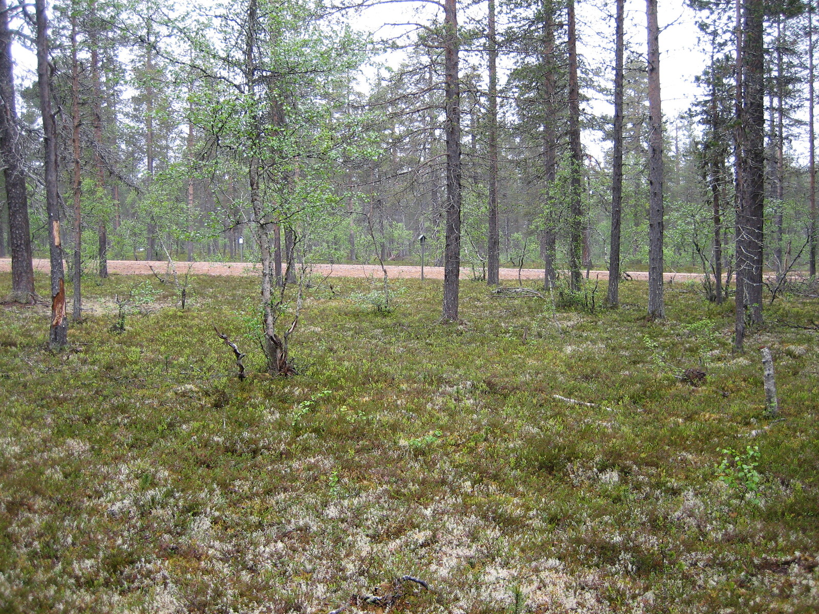 Kuva tontilta, mäntykangasta, tie taustalla