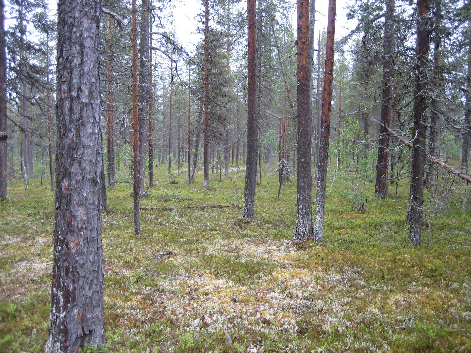 Kuva tontilta, mäntykangasta