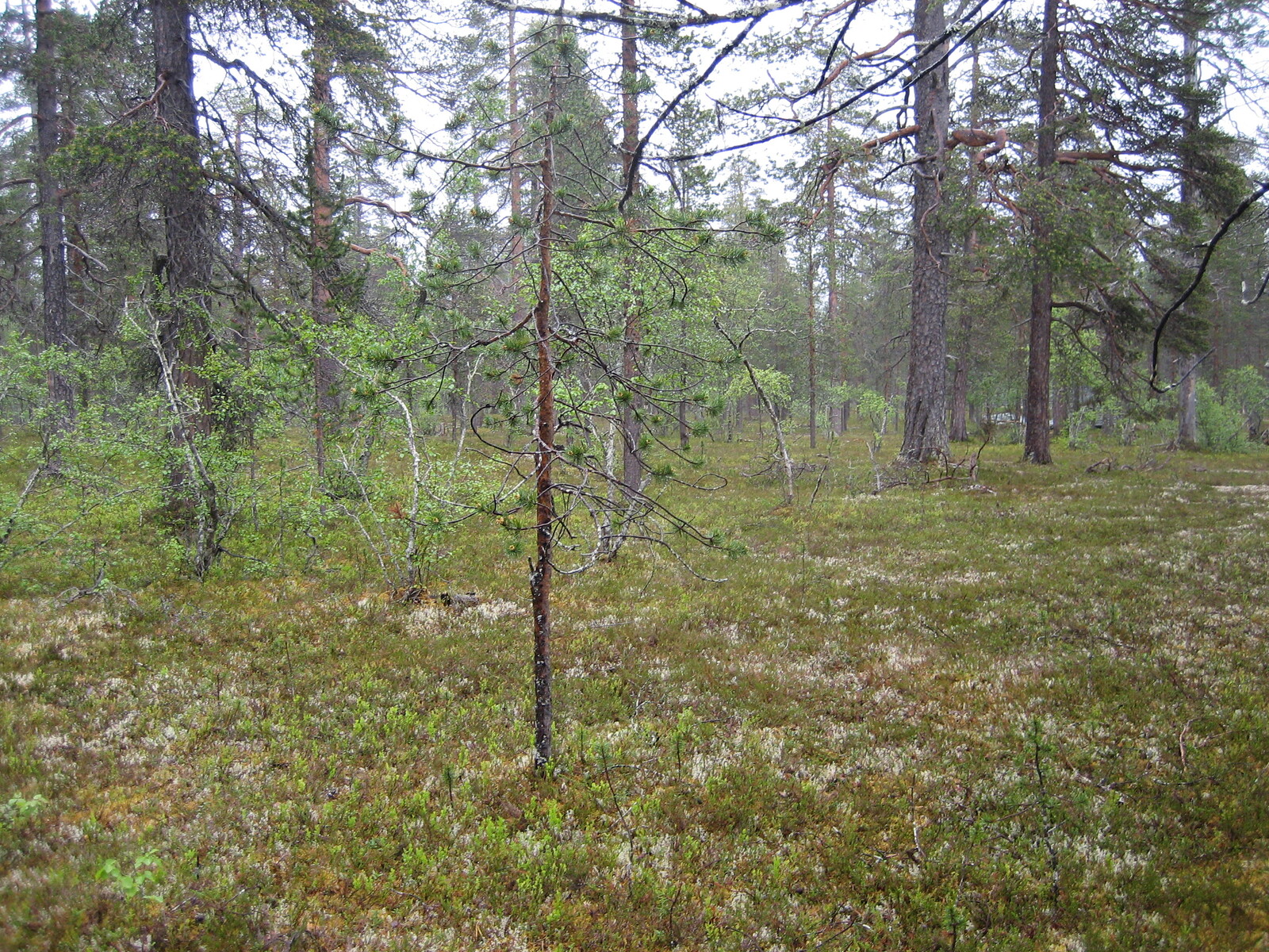 Kuva tontilta, mäntykangasta, kuvassa myös lehtipuita