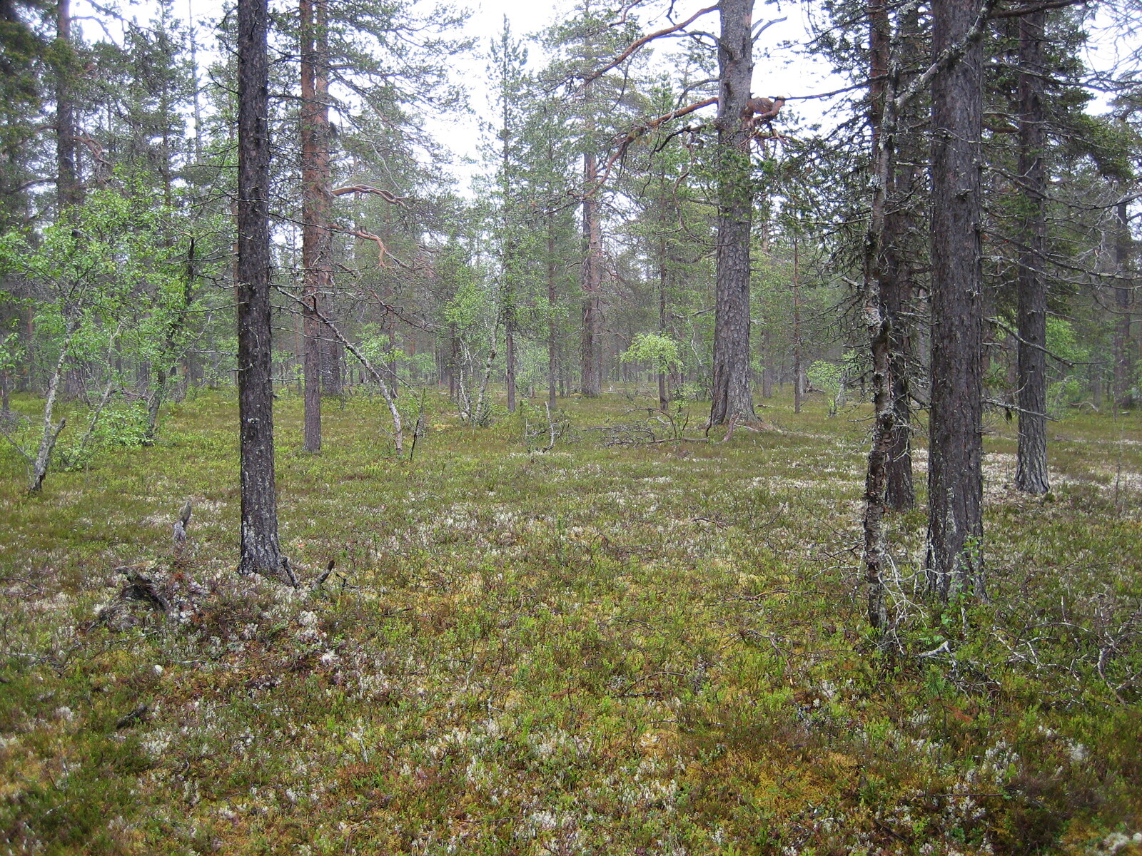 Kuva tontilta, mäntykangasta