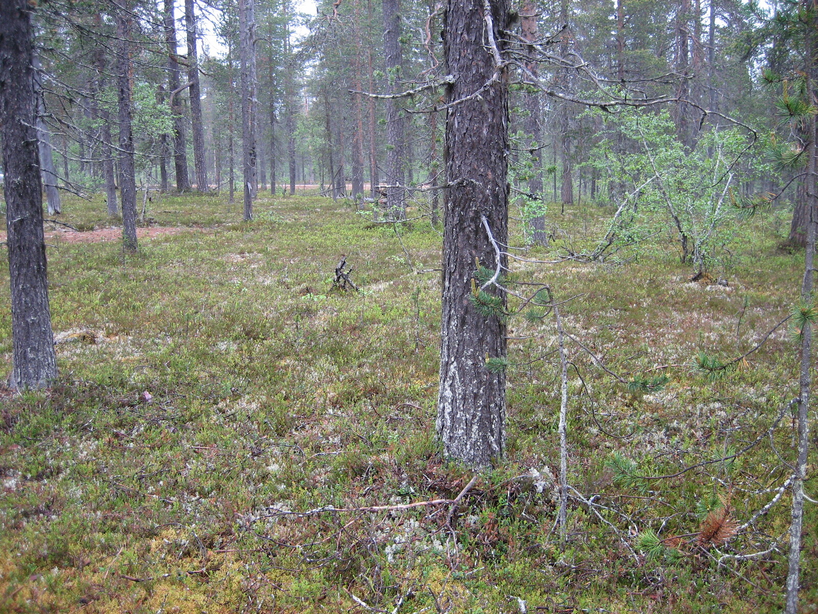 Kuva tontilta, mäntykangasta, tie taustalla