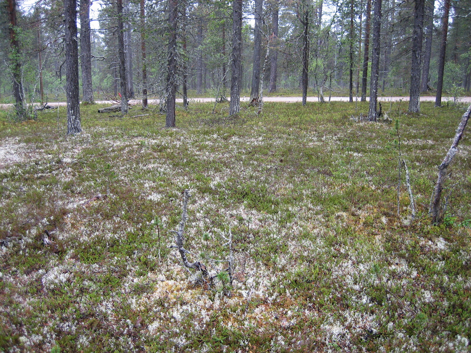 Kuva tontilta, mäntykangasta, tie taustalla