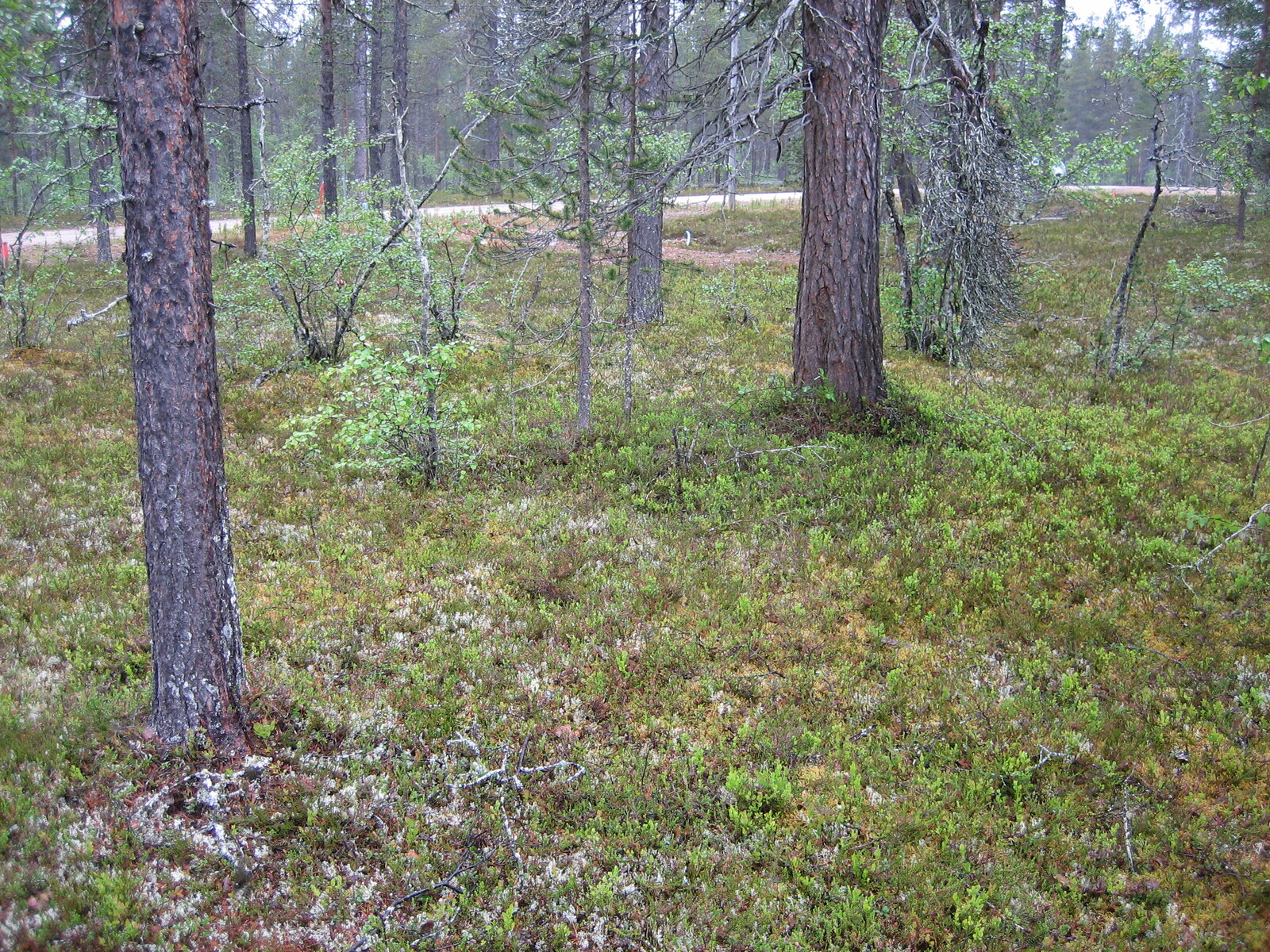 Kuva tontilta, mäntykangasta, tie taustalla