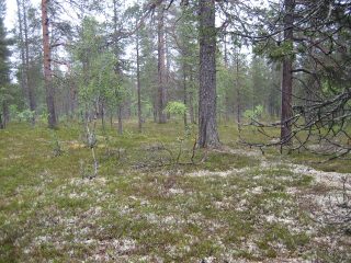 Kuva tontilta, mäntykangasta