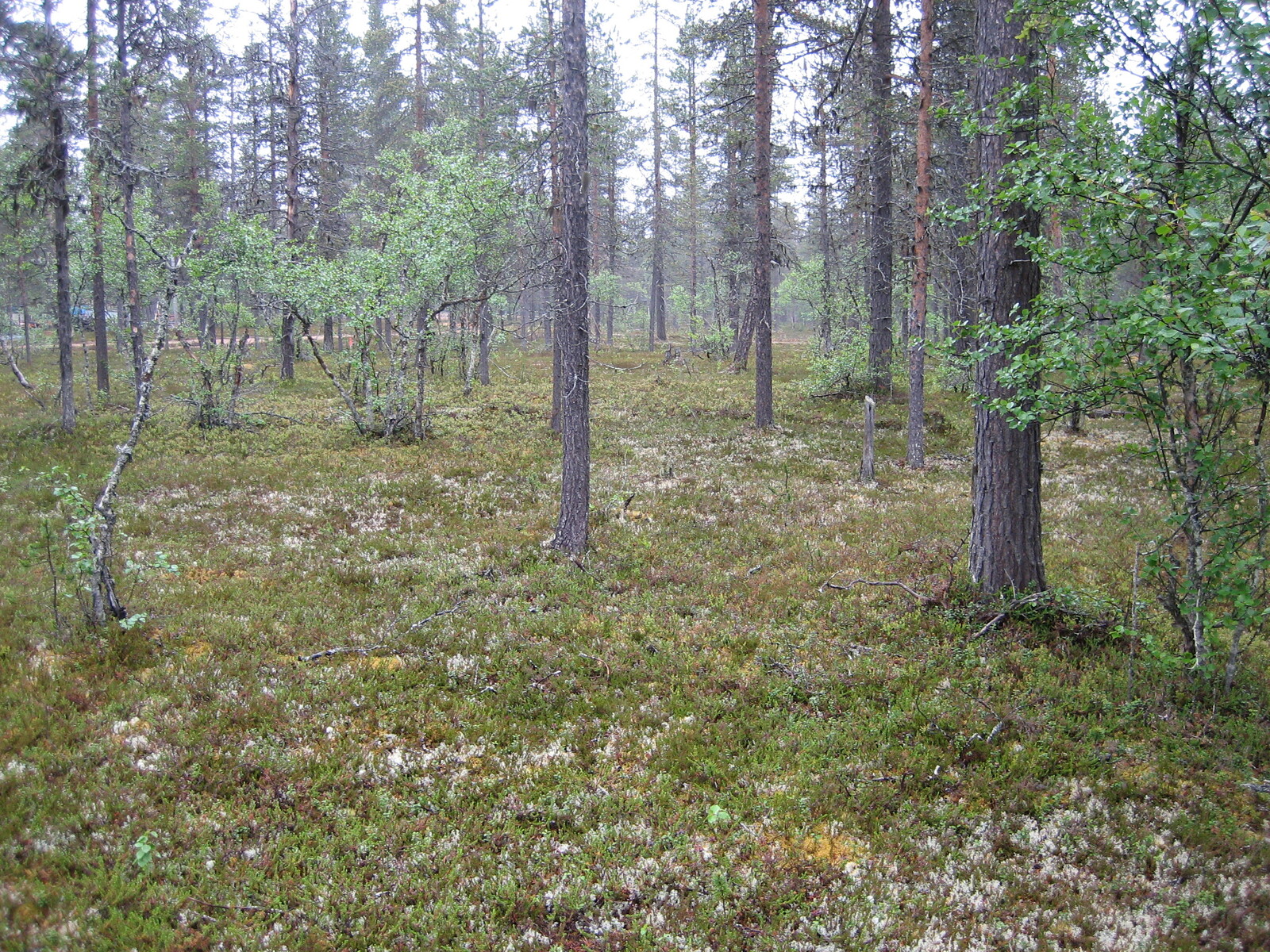 Kuva tontilta, mäntykangasta, kuvassa myös lehtipuita