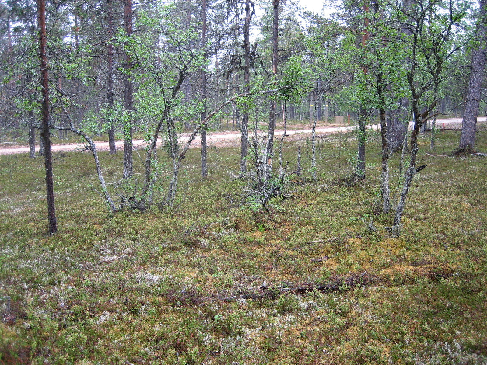 Kuva tontilta, mäntykangasta, tie taustalla