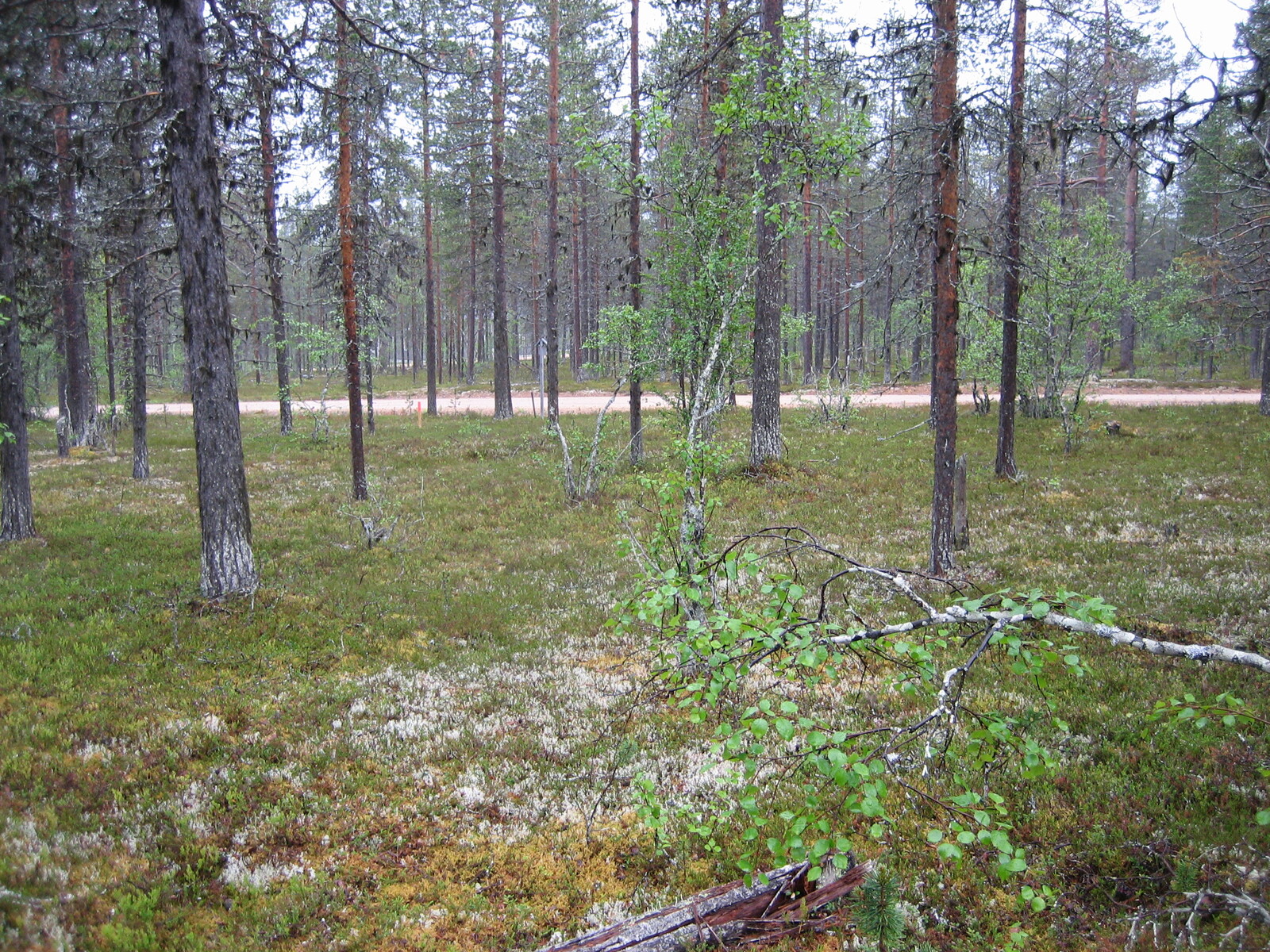 Kuva tontilta, mäntykangasta, tie taustalla
