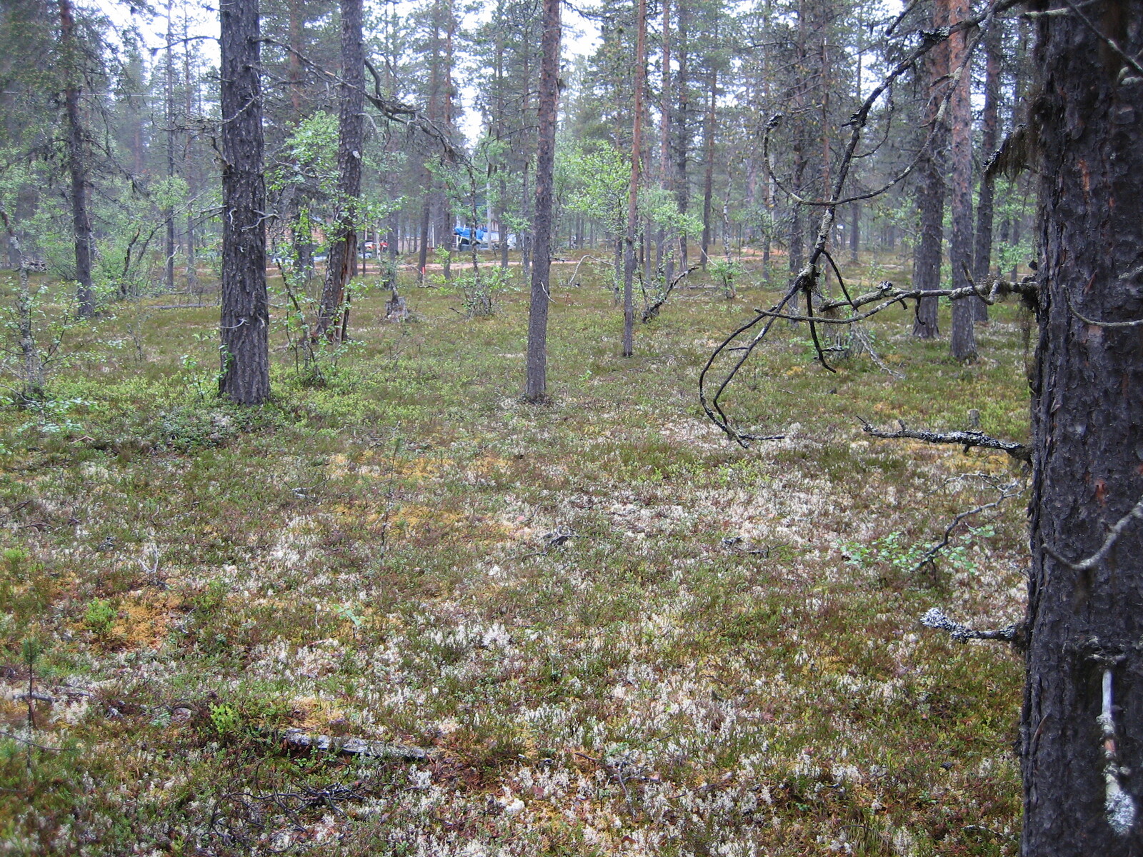 Kuva tontilta, mäntykangasta, tie taustalla