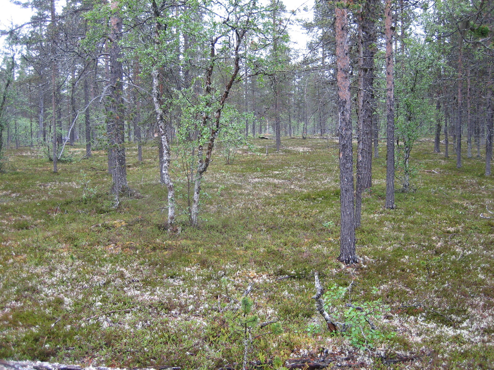 Kuva tontilta, mäntykangasta