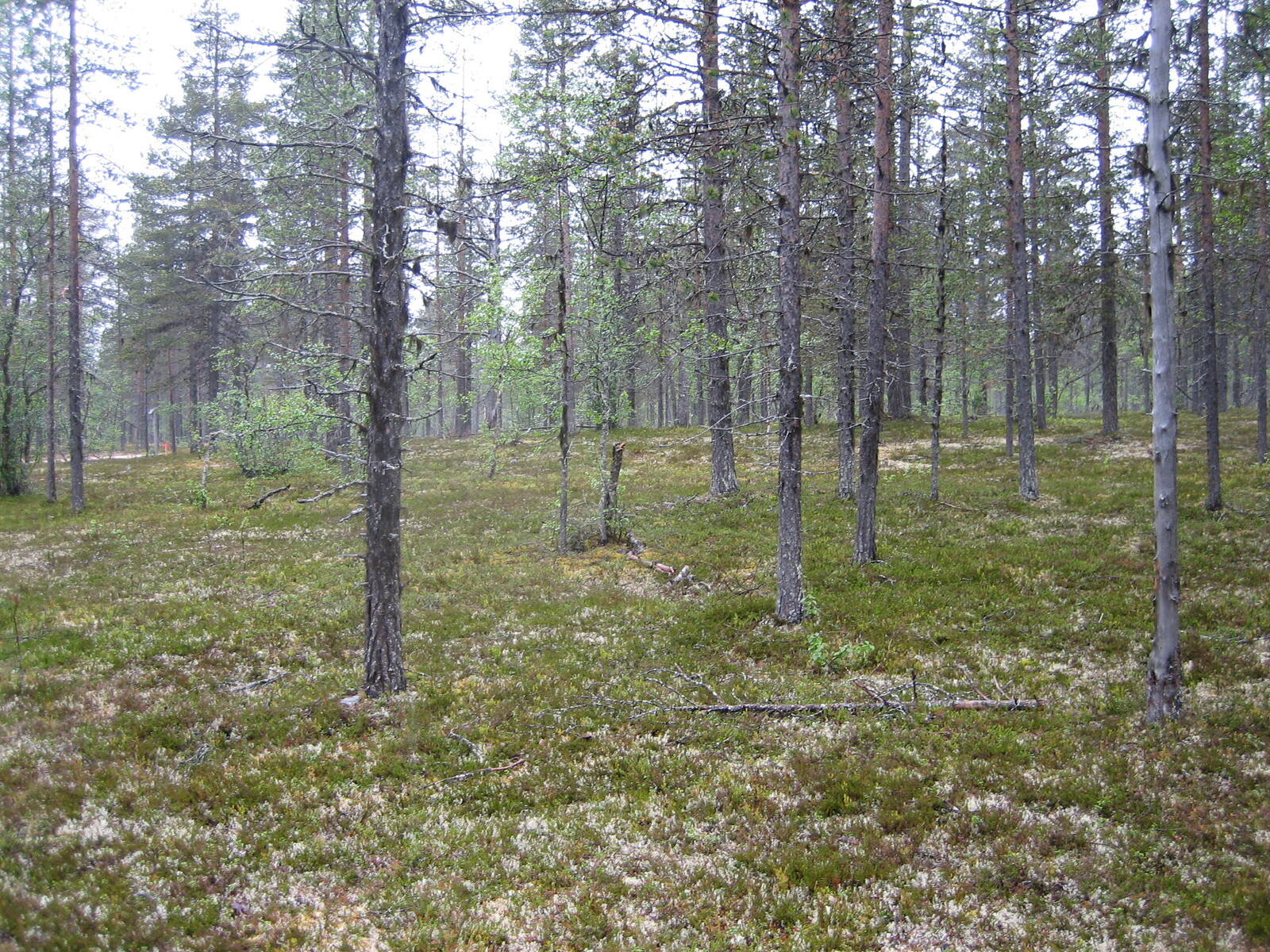 Kuva tontilta, mäntykangasta