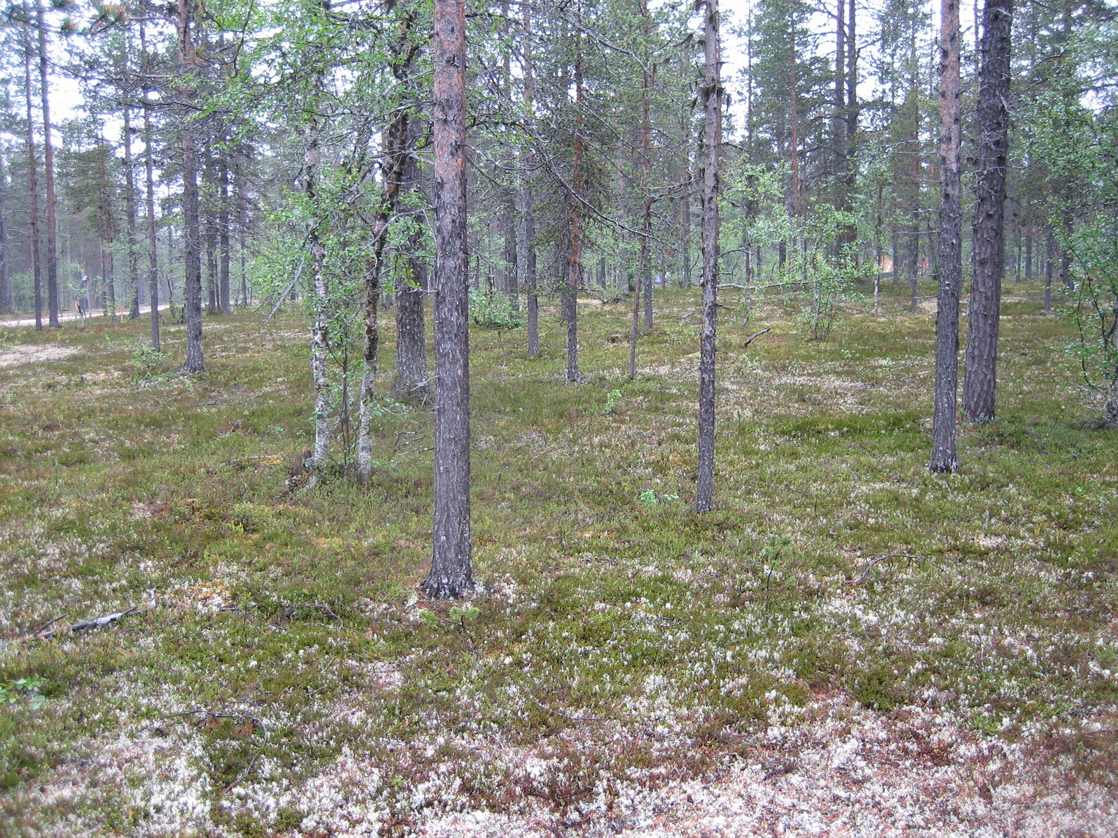 Kuva tontilta, mäntykangasta, tie näkyy taustalla