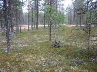 Kuva tontilta, mäntykangasta, tie näkyy taustalla