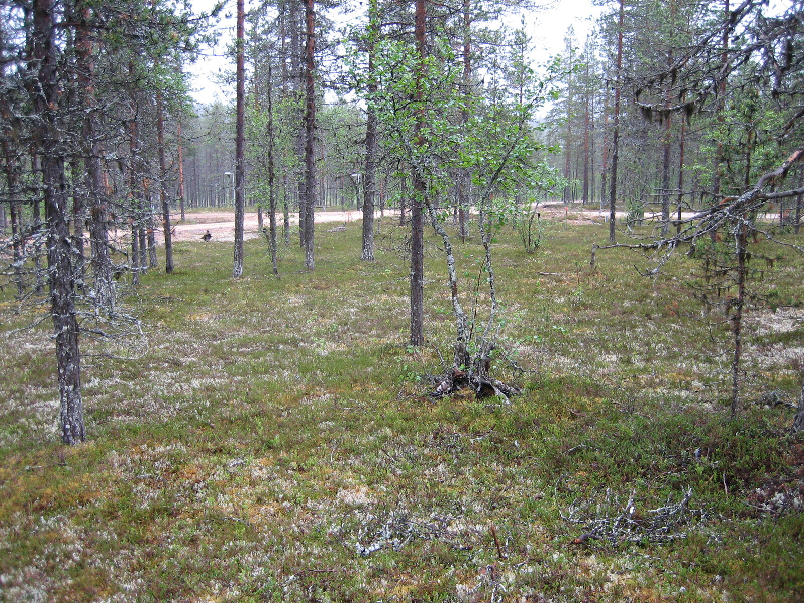 Kuva tontilta, mäntykangasta, tie näkyy taustalla