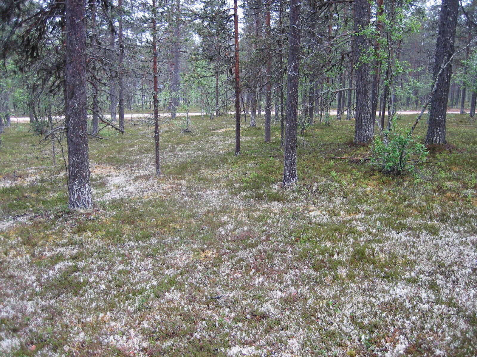Kuva tontilta, mäntykangasta, tie näkyy taustalla