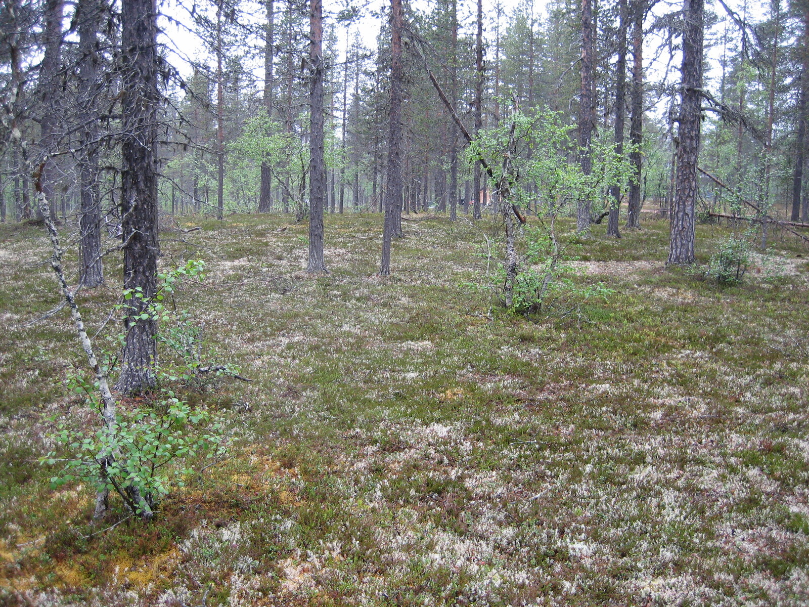Kuva tontilta, mäntykangasta