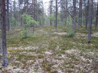 Kuva tontilta, mäntykangasta