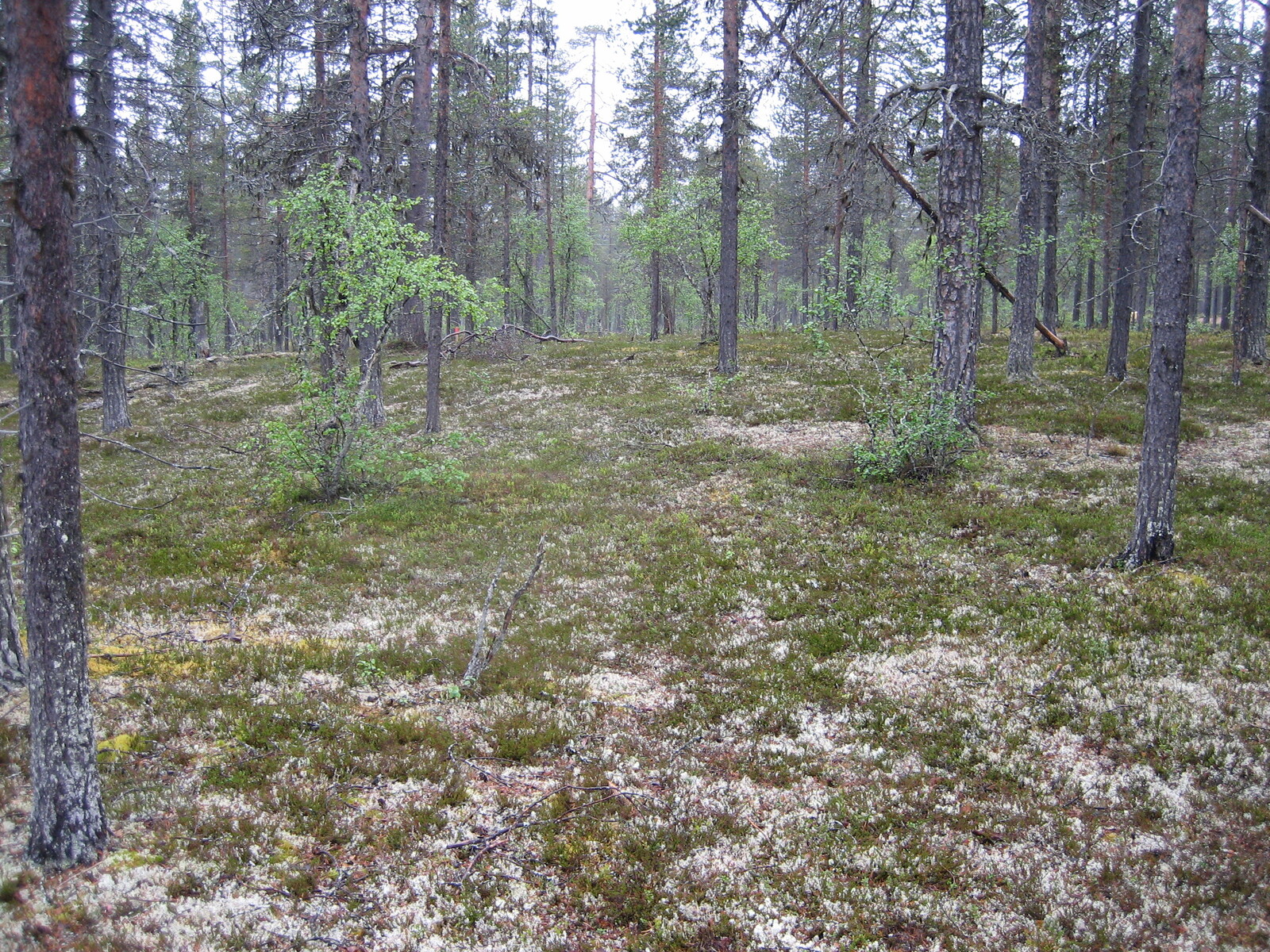 Kuva tontilta, mäntykangasta