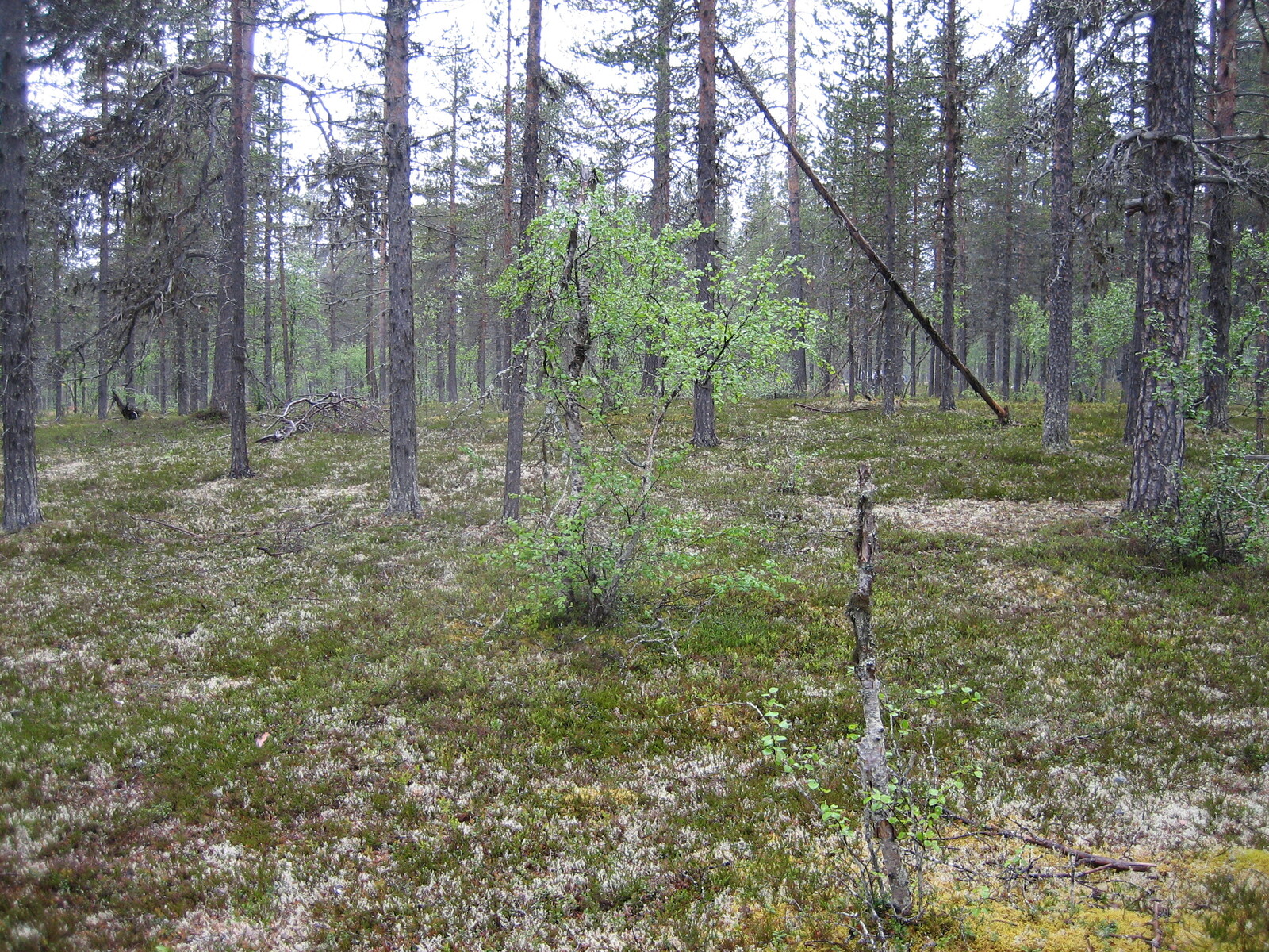Kuva tontilta, mäntykangasta