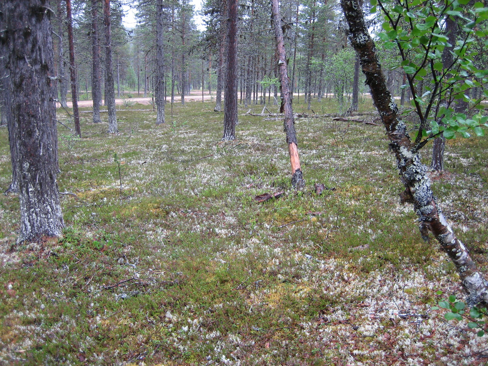 Kuva tontilta, mäntykangasta, tie taustalla