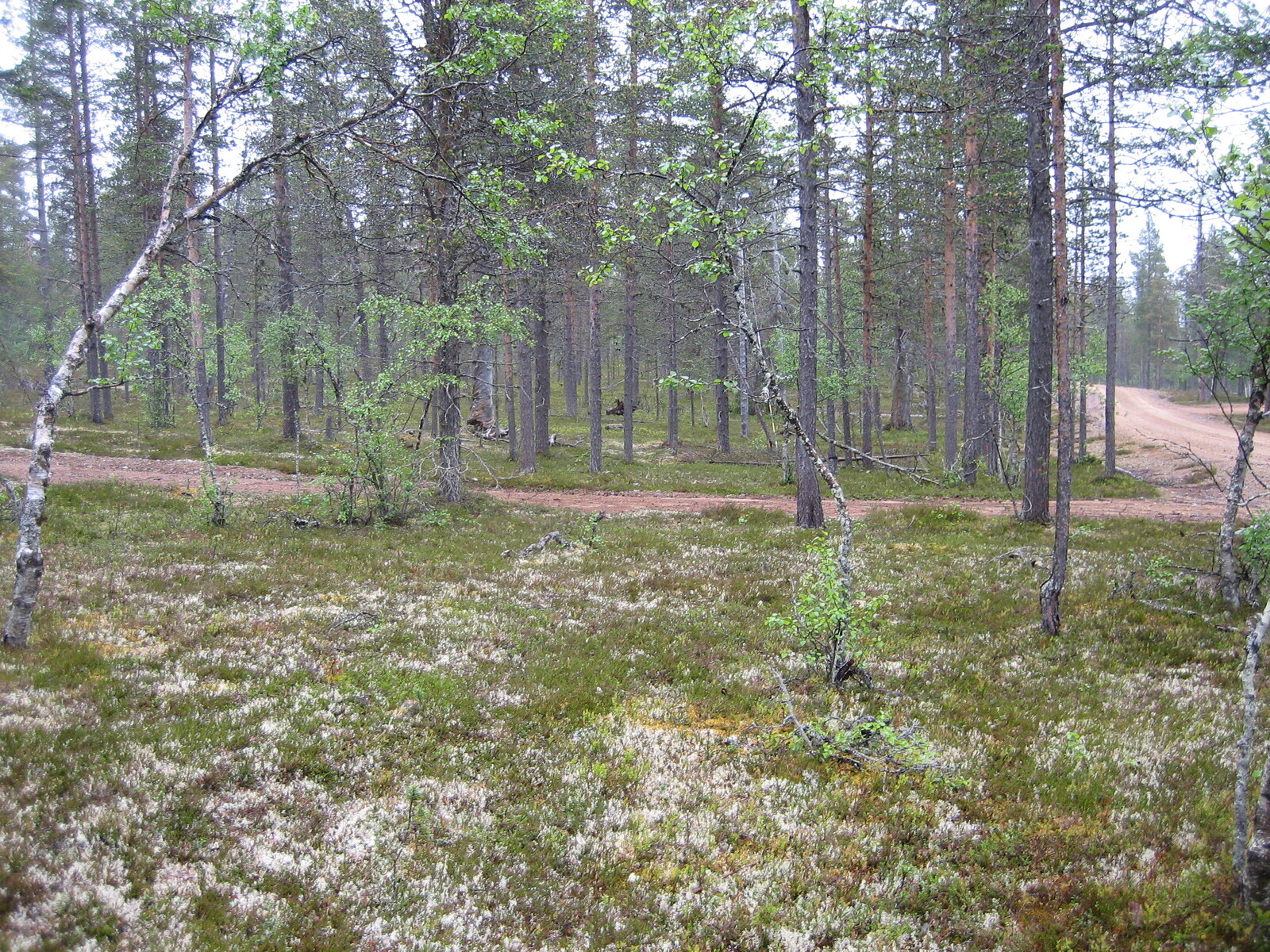 Kuva tontilta, mäntykangasta, vanha tienpohja joka rasittaa tonttia kuvassa