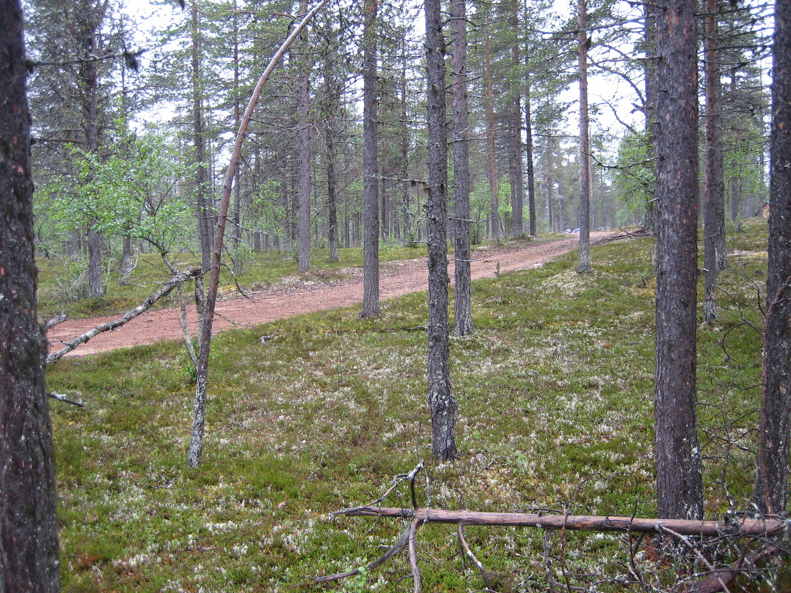 Kuva tontilta, mäntykangasta, vanha tienpohja joka rasittaa tonttia kuvassa