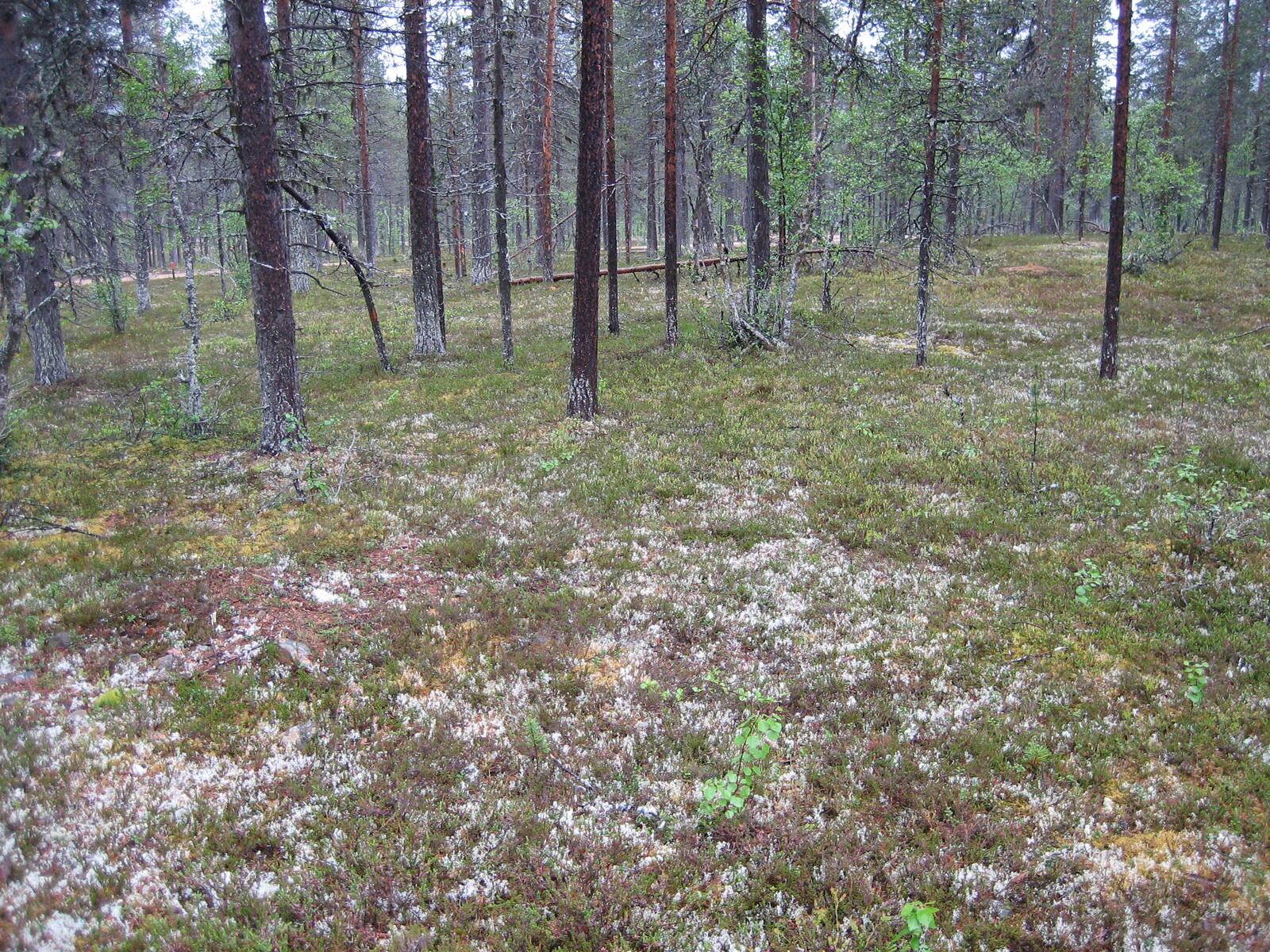 Kuva tontilta, mäntykangasta