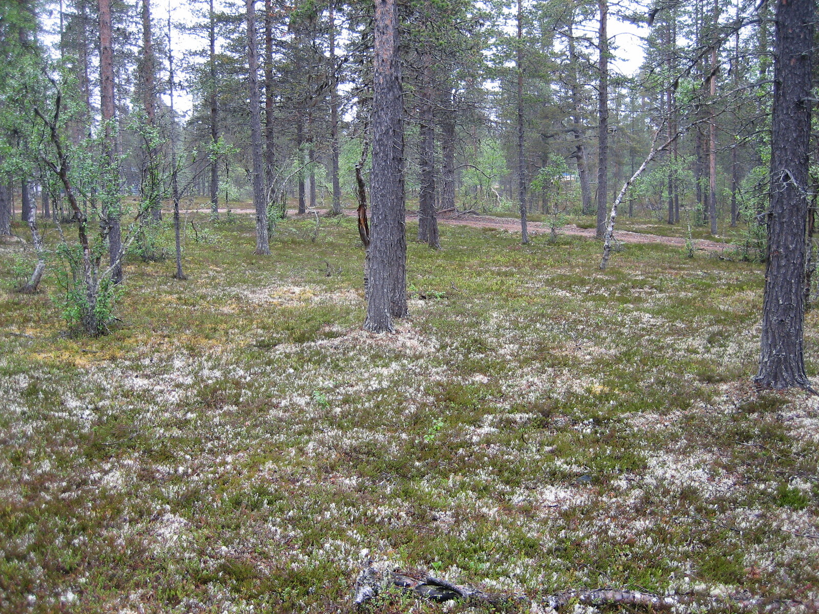 Kuva tontilta, mäntykangasta, vanha tienpohja joka rasittaa tonttia kuvassa