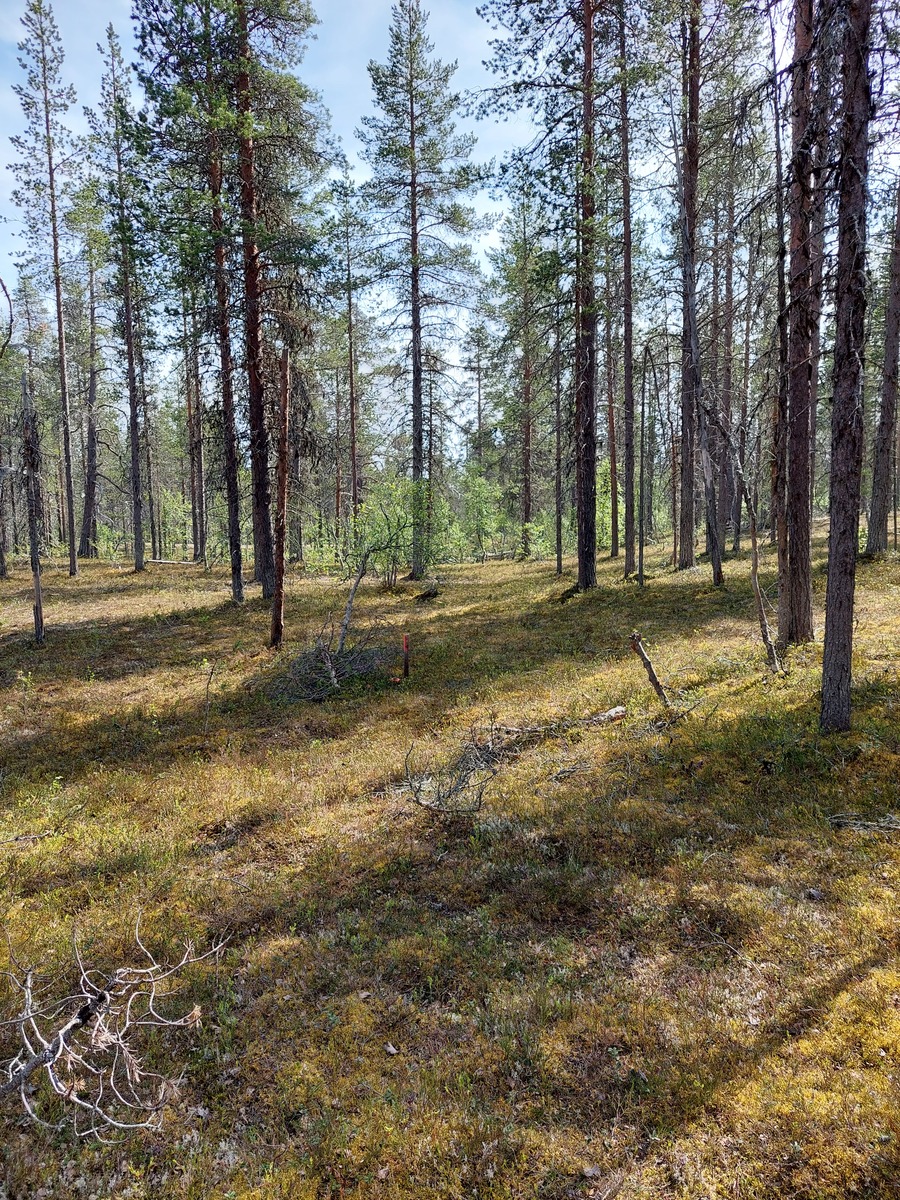 Kuva tontilta, mäntykangasta