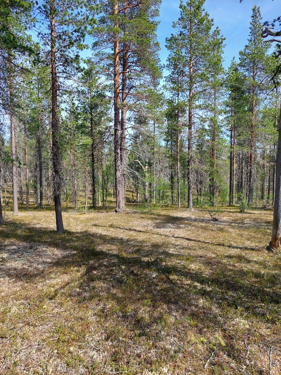 Kuva tontilta, mäntykangasta