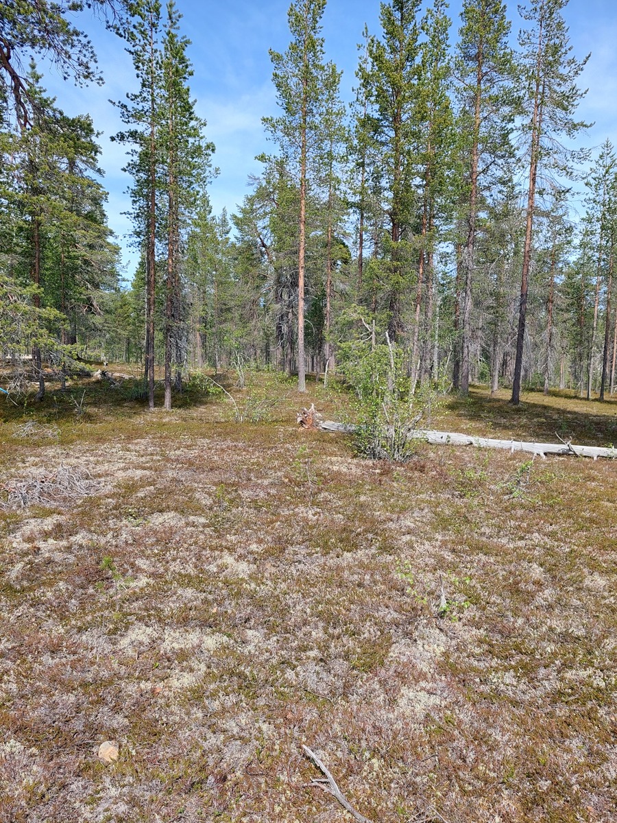 Kuva tontilta, mäntykangasta