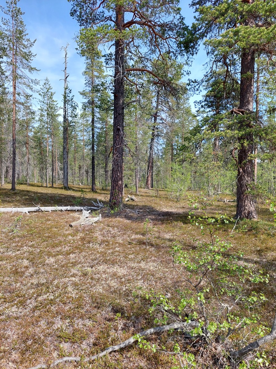 Kuva tontilta, mäntykangasta