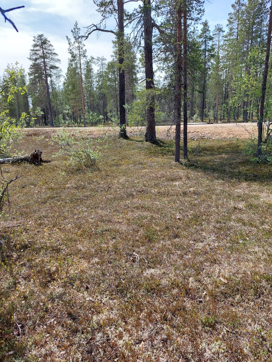 Kuva tontilta, tie taustalla