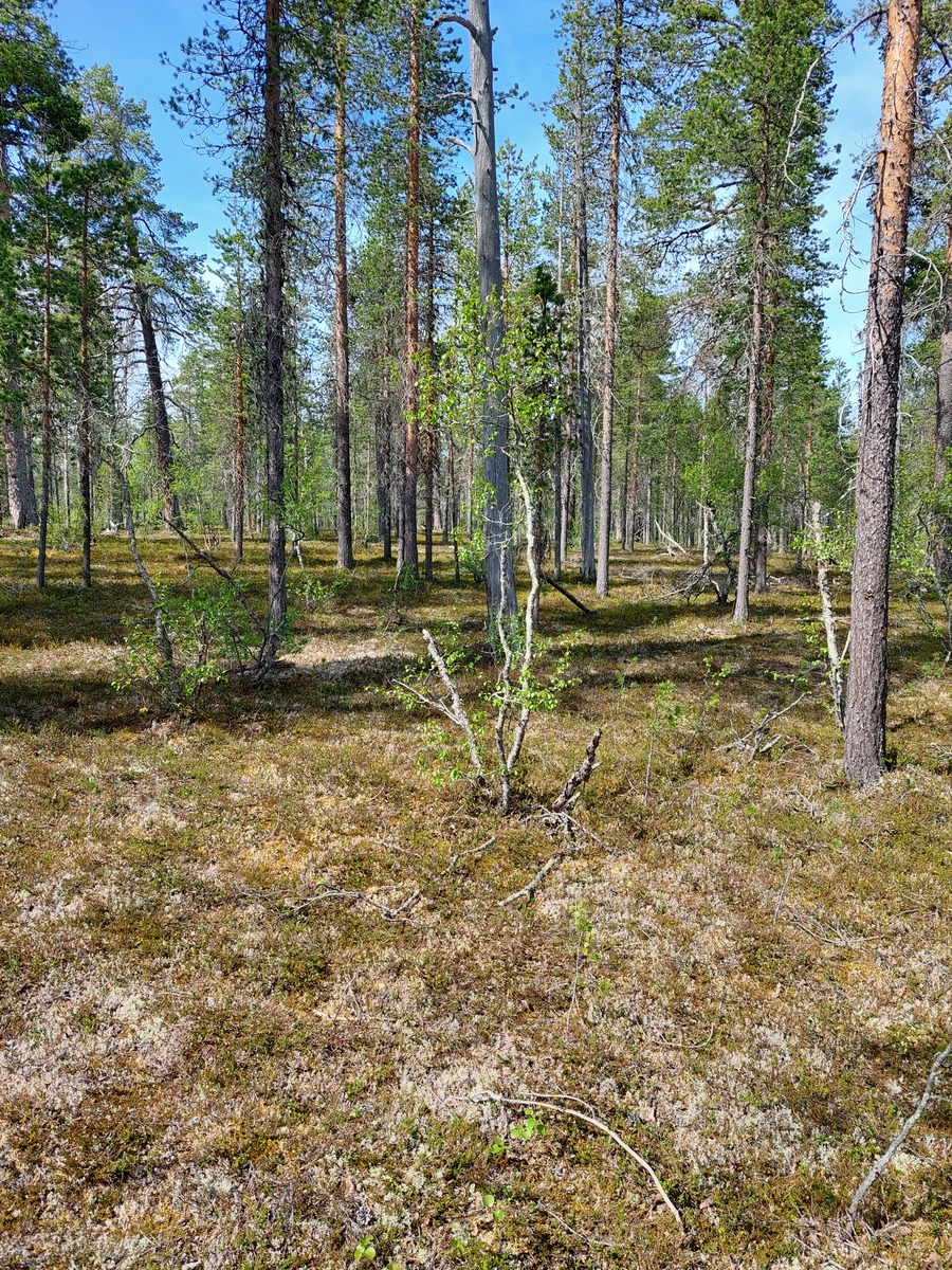 Kuva tontilta, mäntykangasta