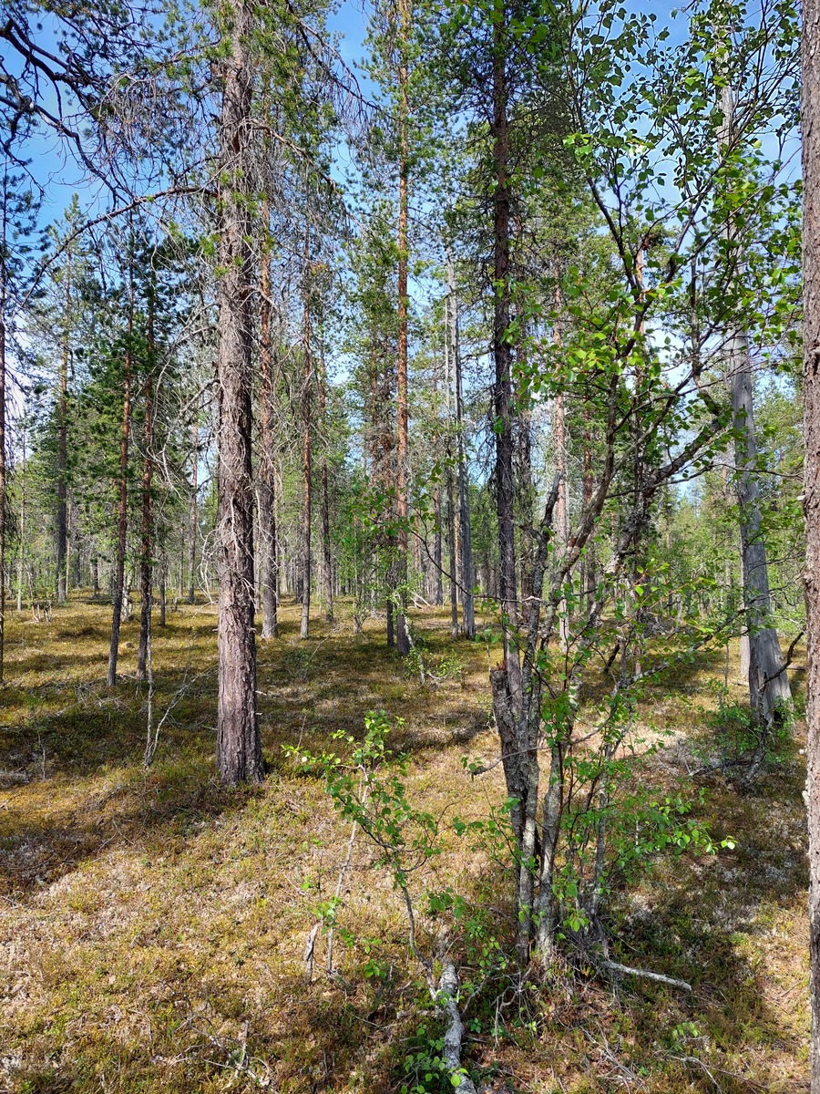 Kuva tontilta, mäntykangasta
