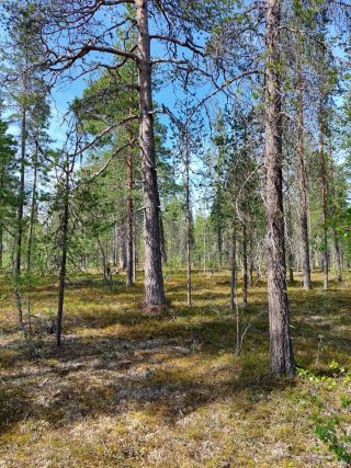 Kuva tontilta, mäntykangasta