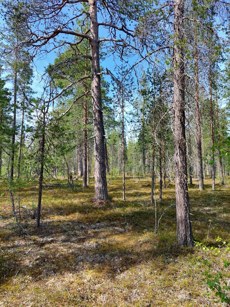 Kuva tontilta, mäntykangasta