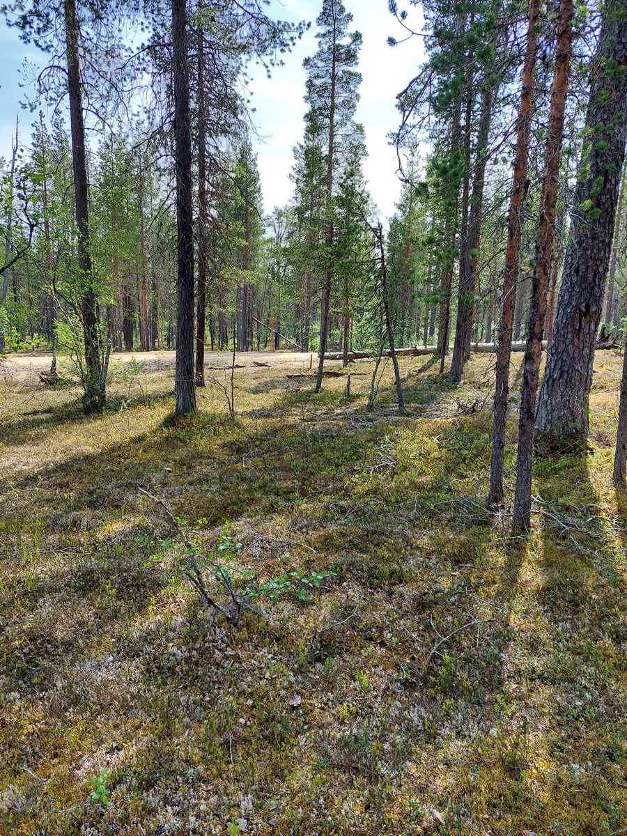 Kuva tontilta, tie taustalla, mäntykangasta
