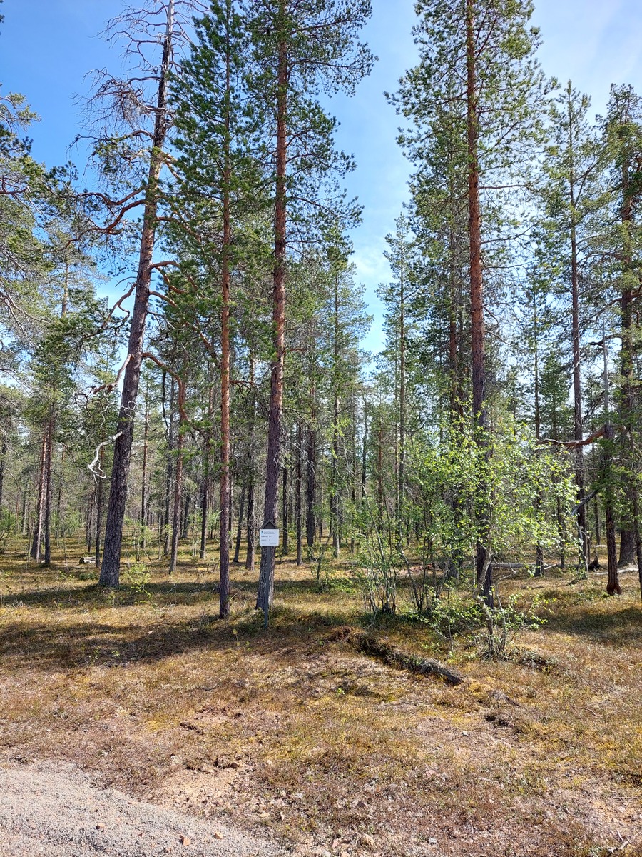 Kuva tontilta, mäntykangasta