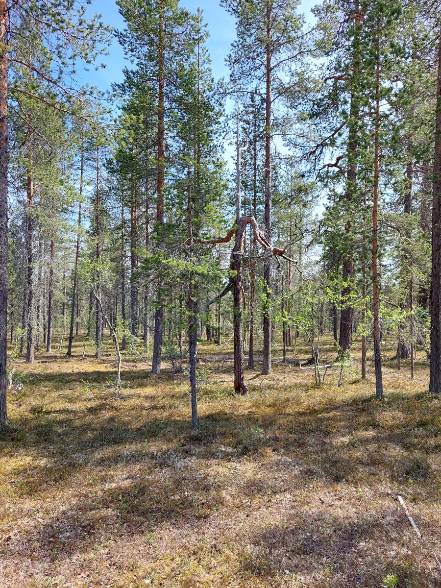 Kuva tontilta, mäntykangasta