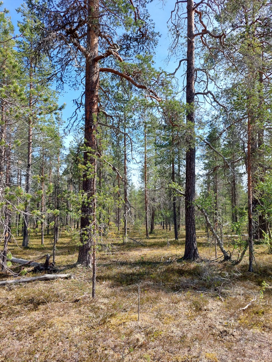 Kuva tontilta, mäntykangasta