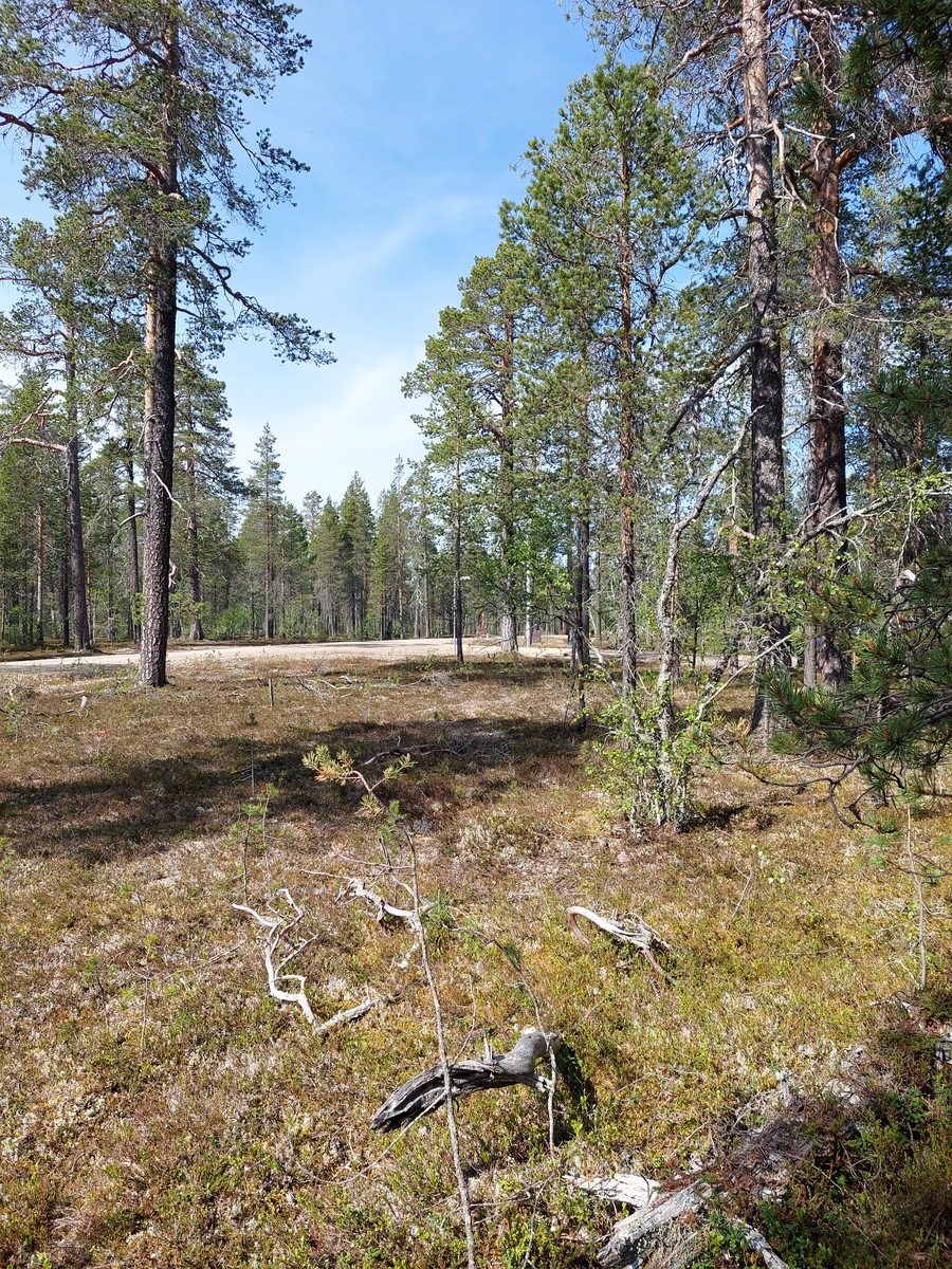 Kuva tontilta, mäntykangasta, tie taustalla