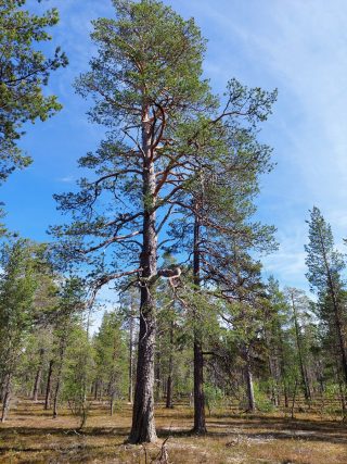 Kuva tontilta, mäntykangasta
