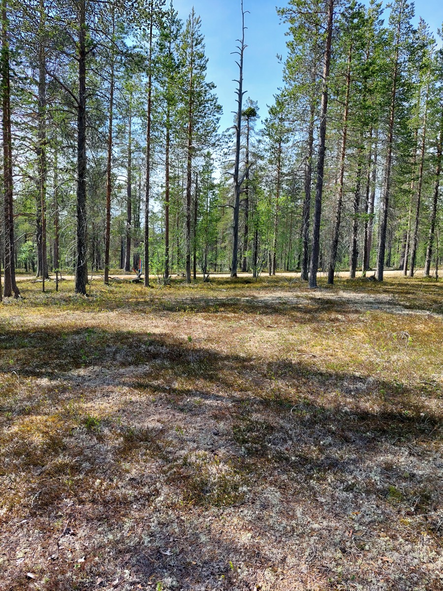 Kuva tontilta, mäntykangasta, tie taustalla
